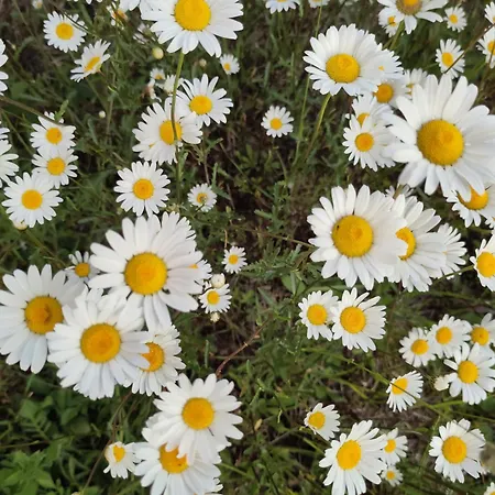 Chez Marie Roulotte Campingplads *