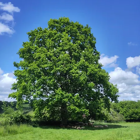 Chez Marie Roulotte Campingplads *