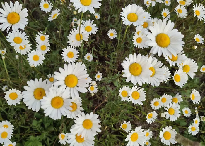 Chez Marie Roulotte Kemping *