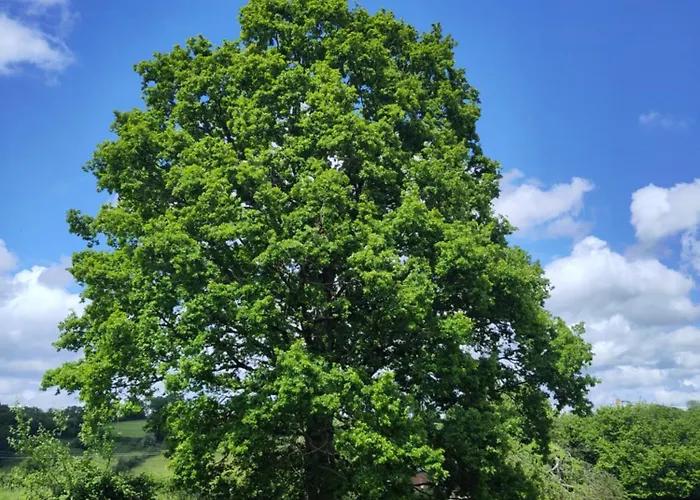 Chez Marie Roulotte Kemping *